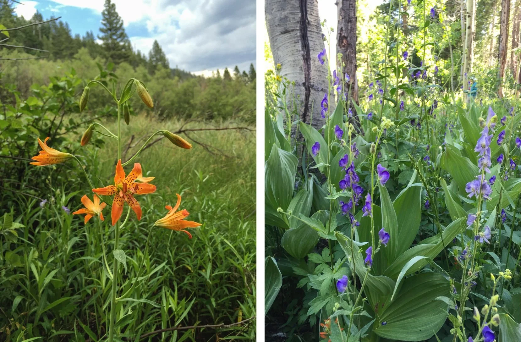 Protect and Enjoy: Wildflowers on Land Trust Lands — Truckee